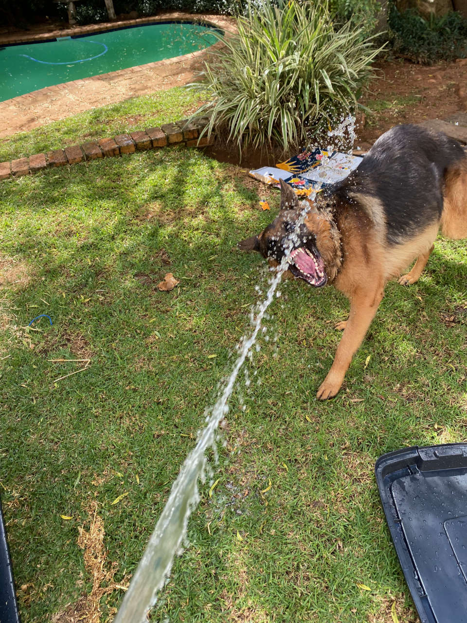 german shepherd trying to catch hose pipe water