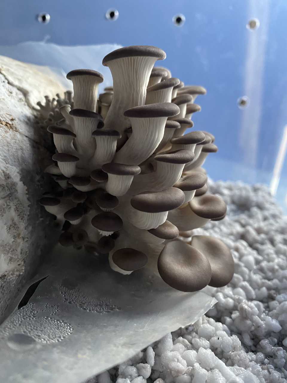 A young oyster mushroom in a shotgun fruiting chamber