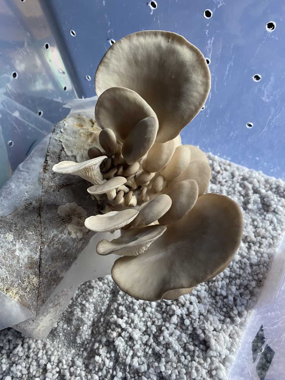 A flowering oyster mushroom