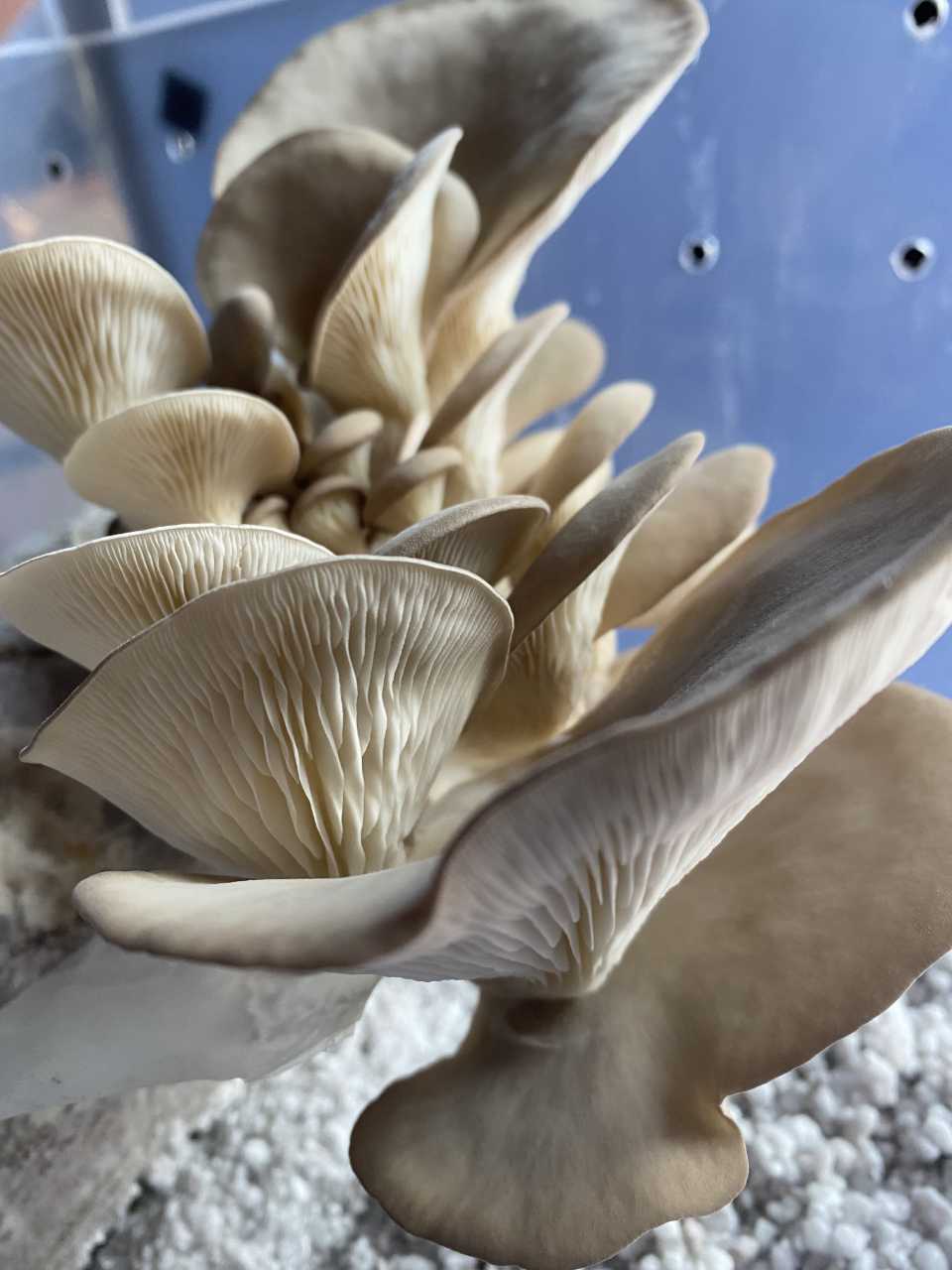 Closeup of a ready to harvest grey oyster mushroom