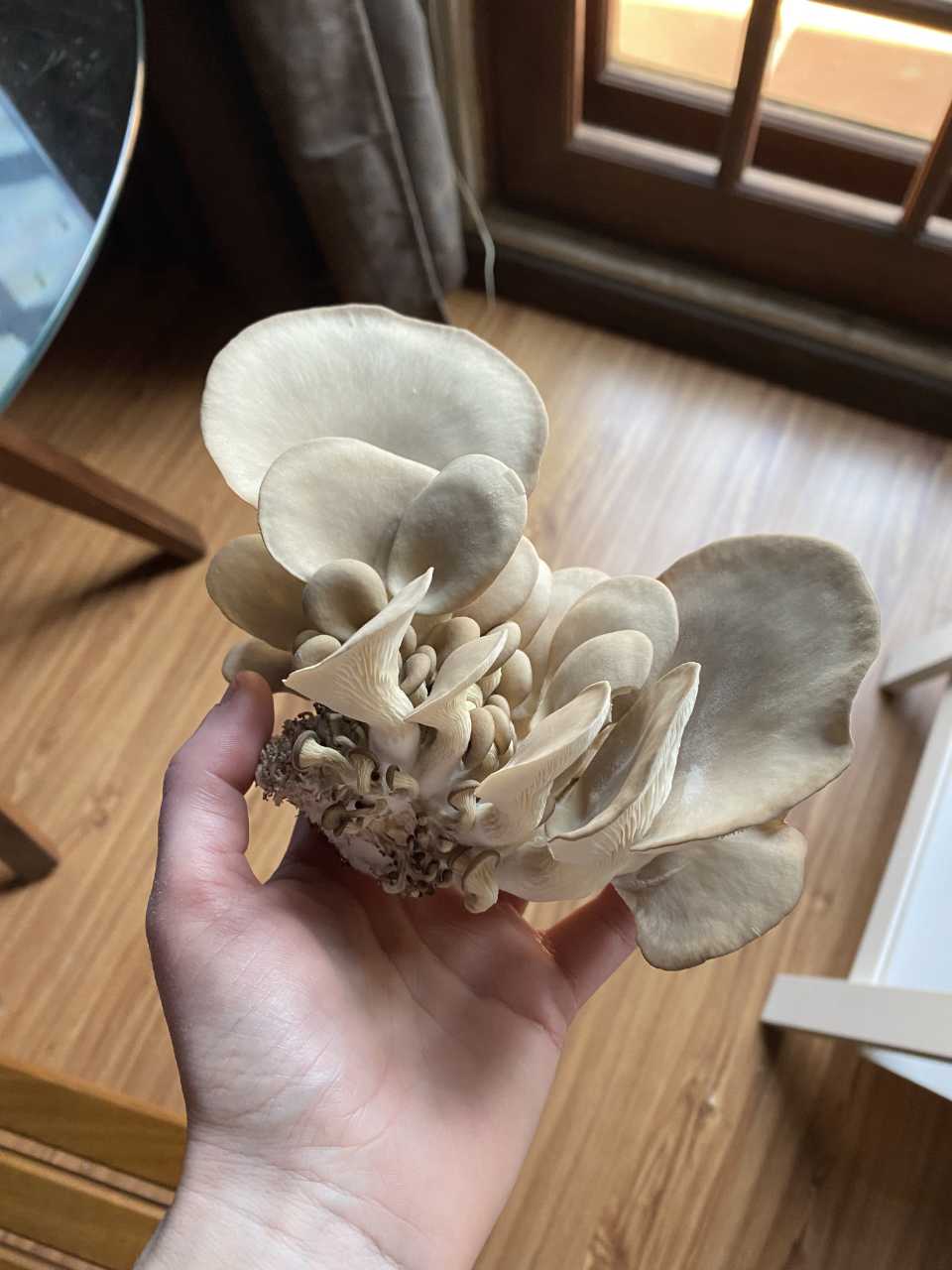 A harvested grey puster mushroom in my hand