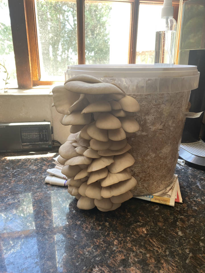 an oyster mushroom growing in a bucket on a kitchen counter