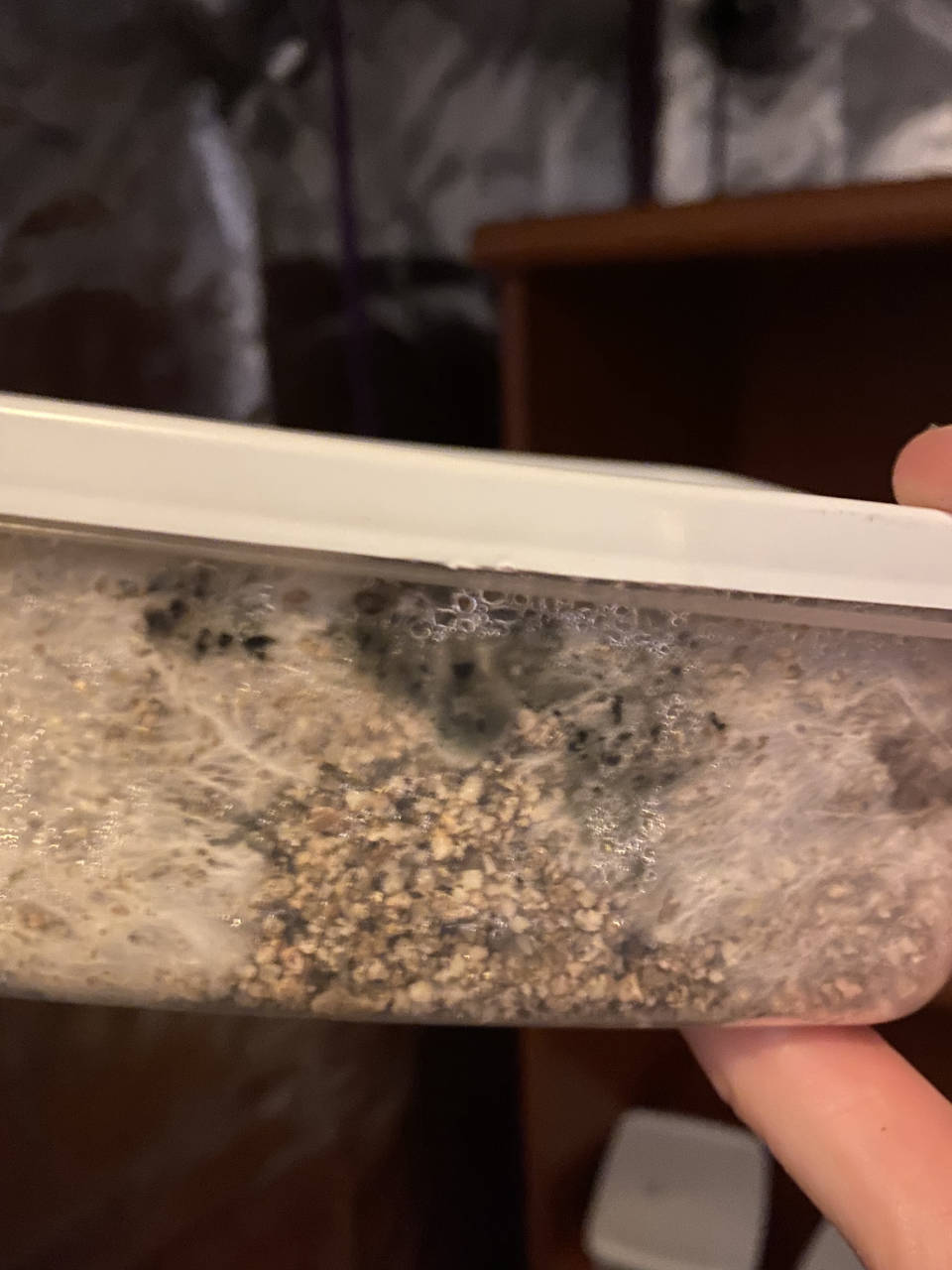 a close up showing mould growing in a mushroom mycelium block