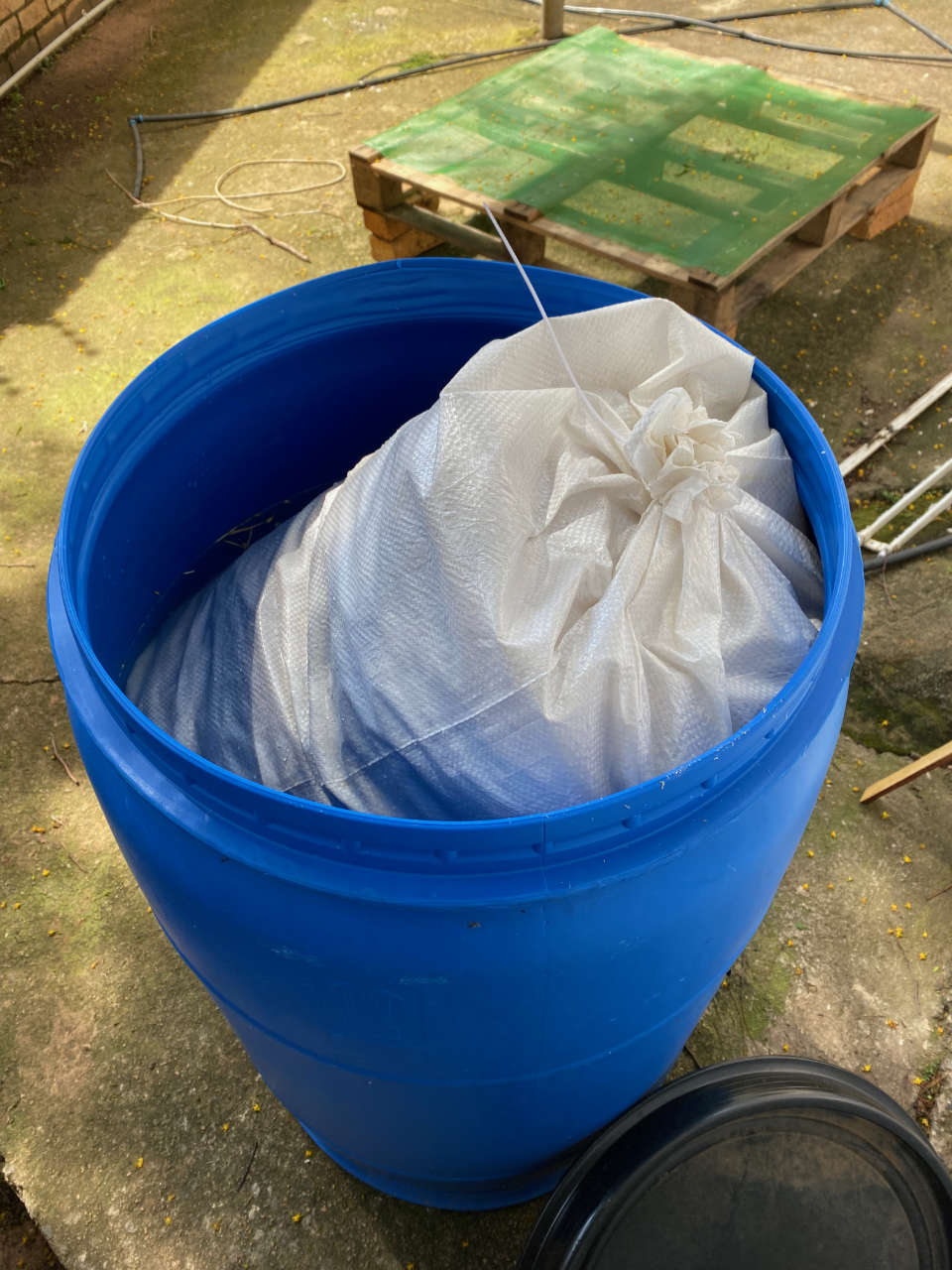 A bag with straw substrate ready to be given a lime bath in a blue 55 gallon drum
