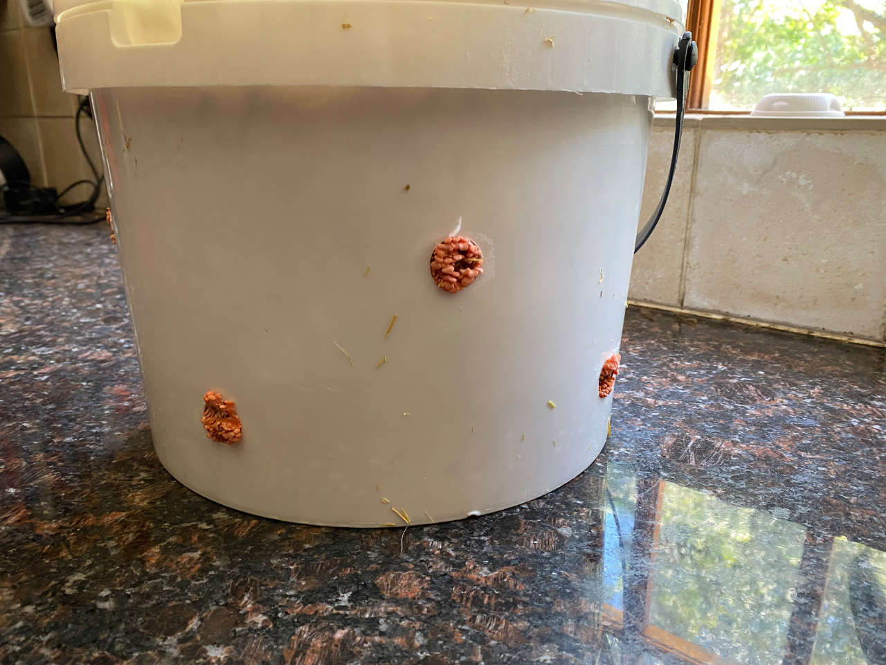 A bucket on a kitchen counter top with protruding pink oyster mushroom pins