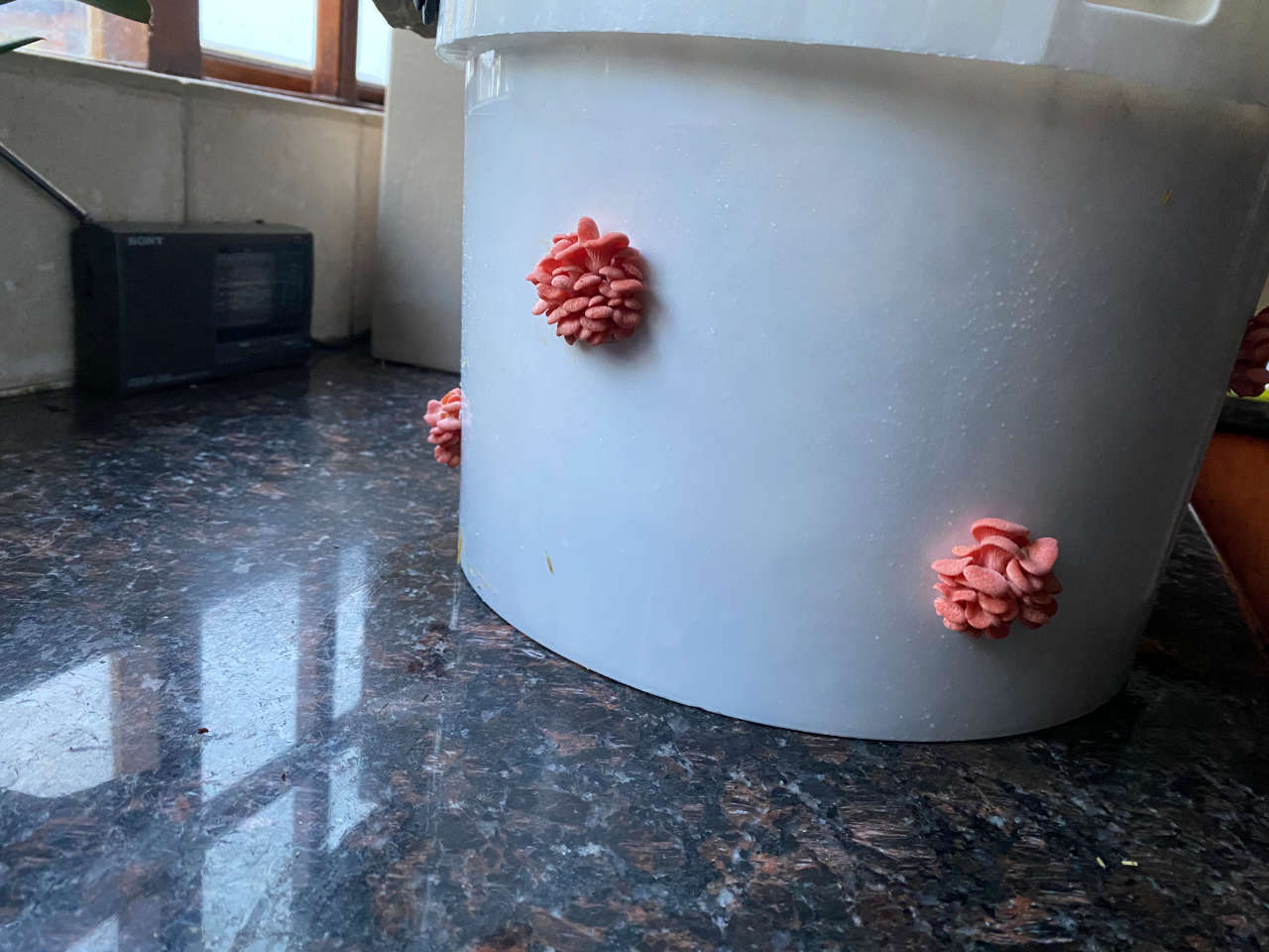 A bucket on a kitchen counter top sprouting pink oyster mushrooms