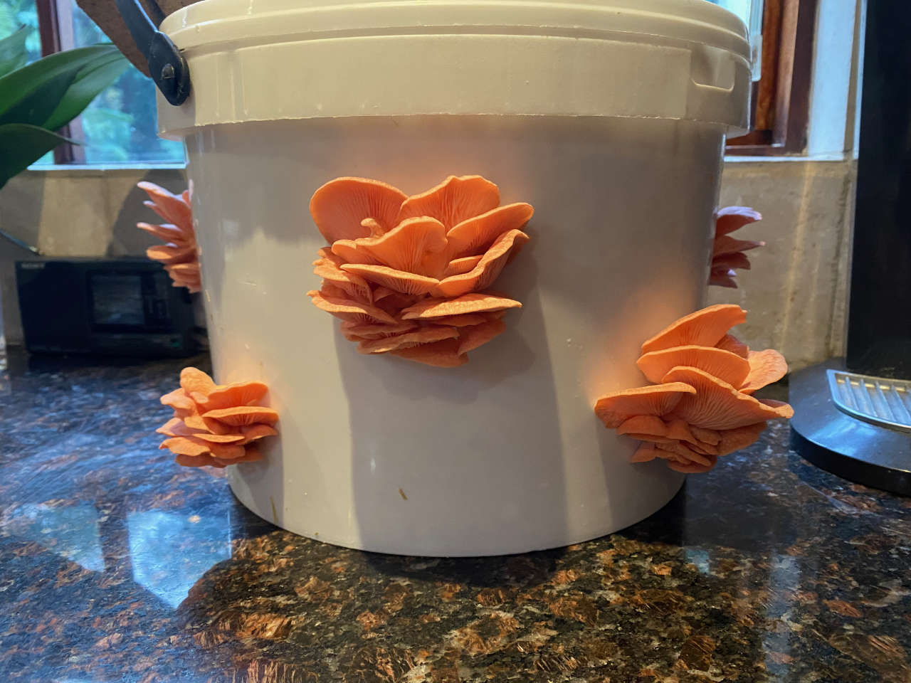 Pink oyster mushrooms growing from a white bucket on top of a kitchen counter